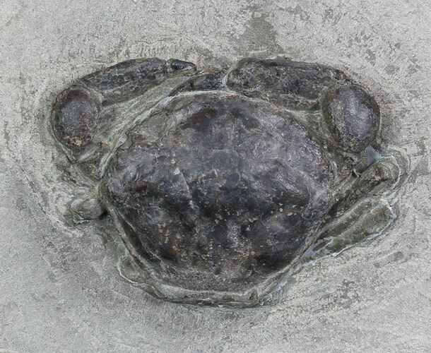 D Fossil Crab (Pulalius) Washington - Washington State #92918